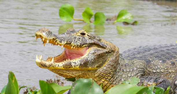 istock The yacare caiman (Caiman yacare) 1454630554