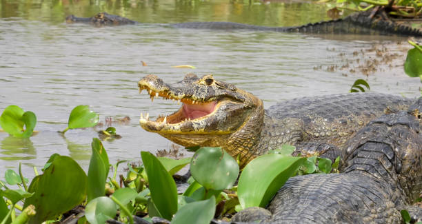 istock The yacare caiman (Caiman yacare) 1454630555