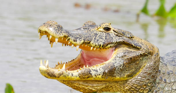 istock The yacare caiman (Caiman yacare) 1454630580