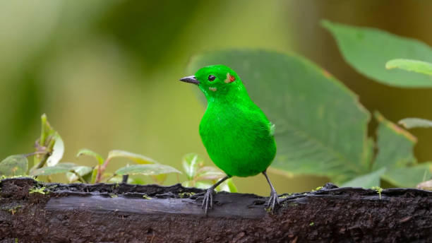 istock The glistening-green tanager (Chlorochrysa phoenicotis) 1454630608