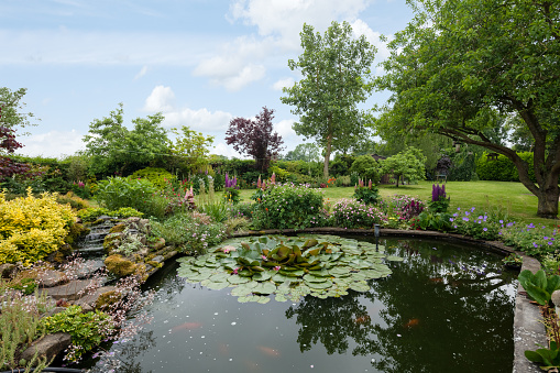 Cowlinge, Suffolk, England - May 29 2018: Stunning landscaped garden with water feature, lily pond, mature flowering borders, lawn and shrubs.