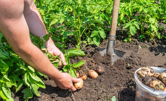 Close up of Senior male hands holding raw potato in garden.