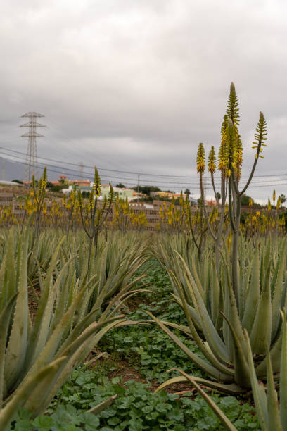 istock Aloe Vera Plantation 1454636229