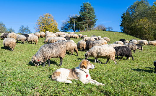 sheep graze in the pasture on a sunny day