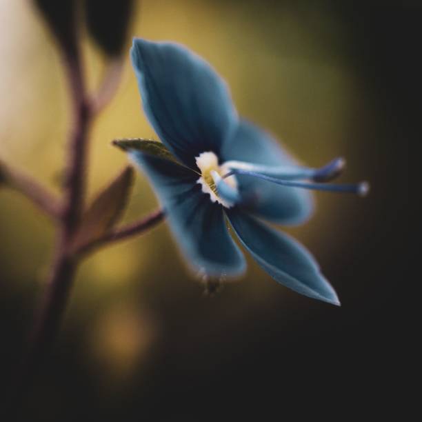 A dark blue flower in the garden