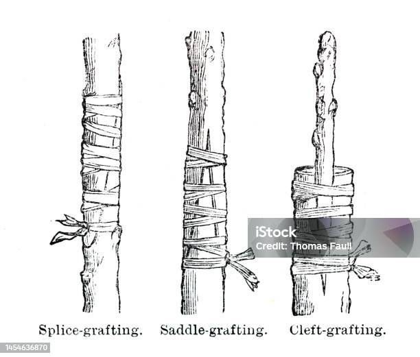 Engrafted Definition Methods Of Grafting Plants Stock Illustration - Download Image Now ...