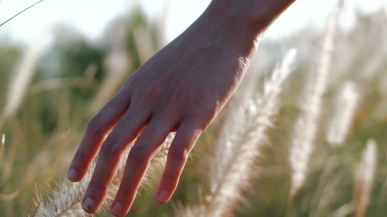 Walking woman hand and dry bush