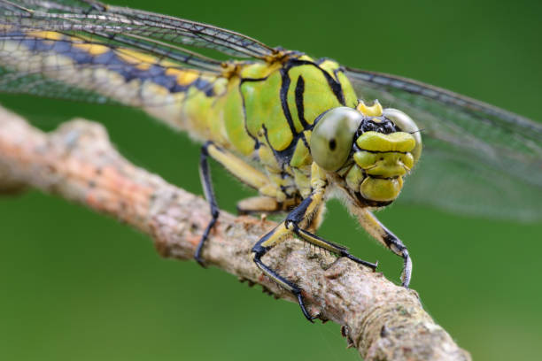 istock Dragonfly female green snaketail (Ophiogomphus cecilia) 1454637208