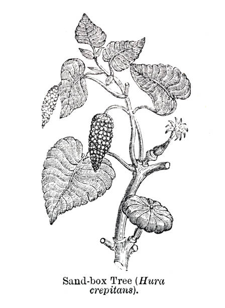 istock Hura crepitans, the sandbox tree, also known as possumwood and jabillo 1454637564