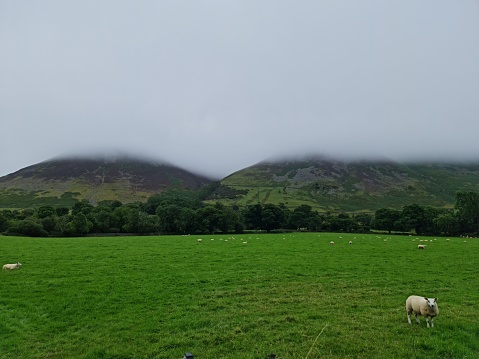 A scenic shot of a green pasture and sheep grazing grass before the hills covered in fog