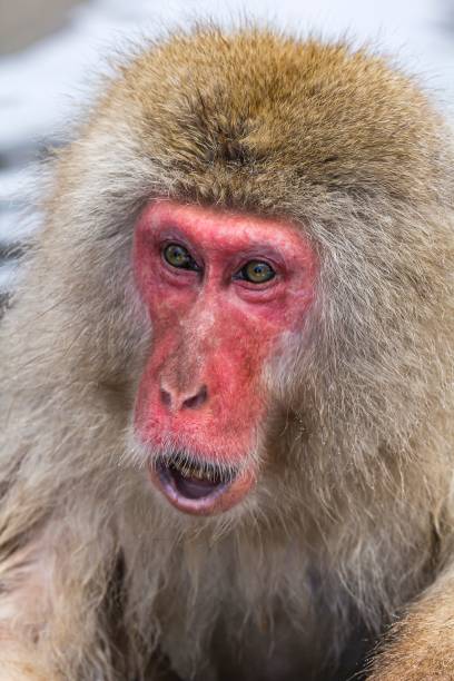 istock Japanese macaque on the river swimming 1454638956