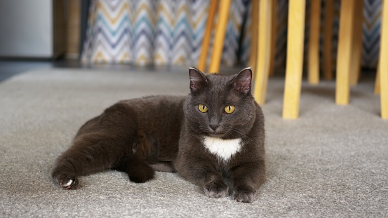 An elegant cat lies on the carpet in house, personifying coziness and comfort in the house. The life of domestic cats in the house with their owners. Gray kitty is dropping off asleep. Favorite pets