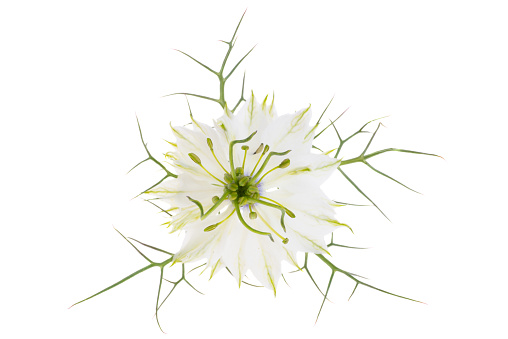 nigella flower isolated on white background