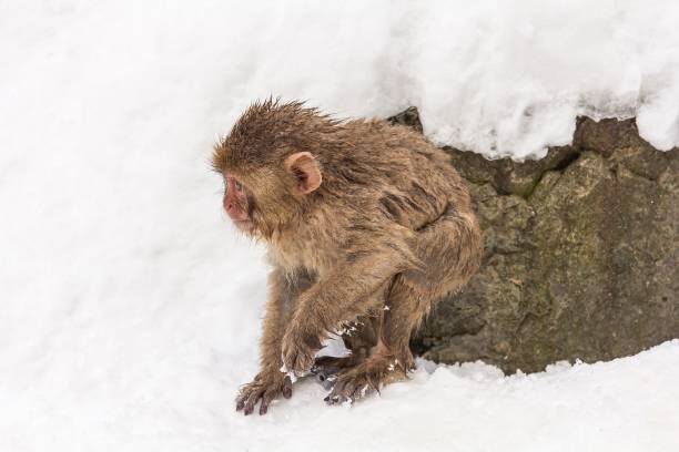 istock Adorable brown monkey playing in the snow 1454639279