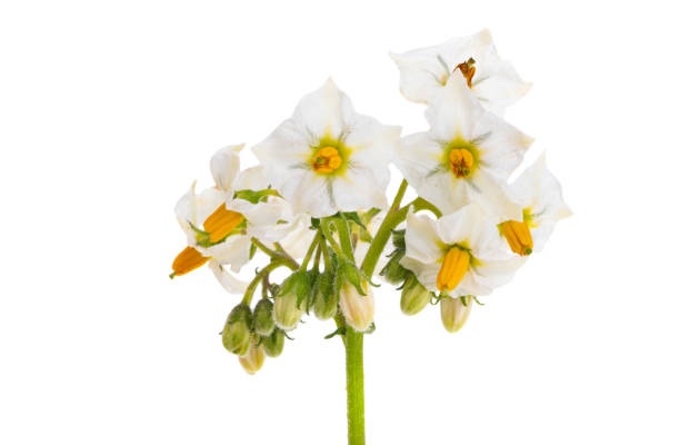 istock potato flowers isolated 1454640215