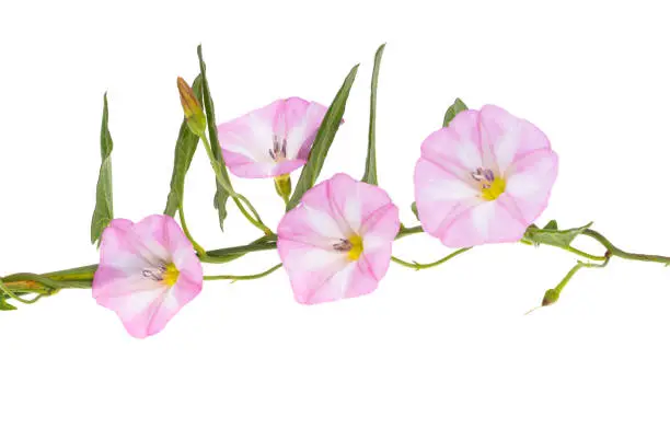 field bindweed isolated on white background