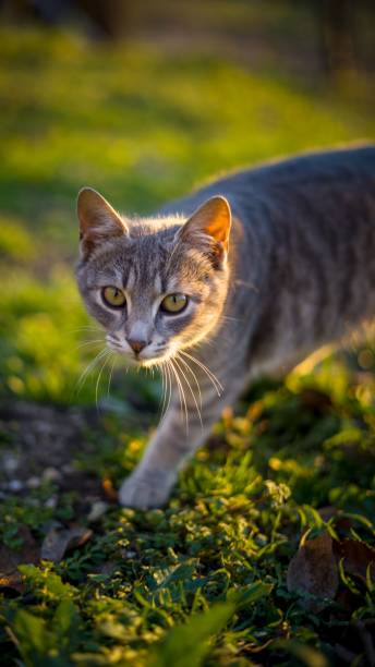 istock Vertical closeup of a cat walking outdoors with blurred background 1454641688