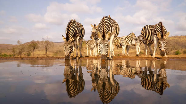 istock zebras drinking water at waterhole 1454642696