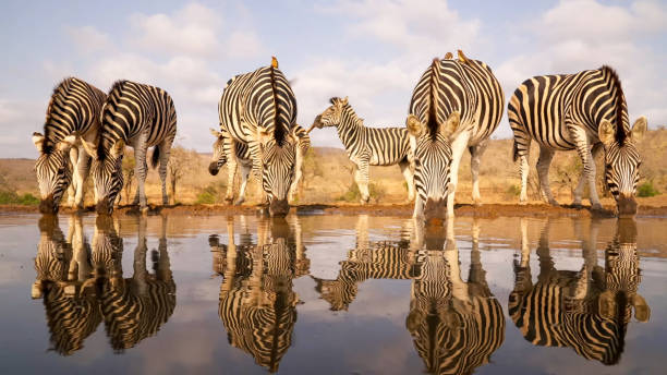 зебры пьют воду у водопоя - kruger national park стоковые фото и изображения