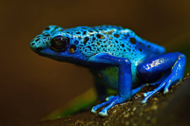 blue poison arrow frog Close-up of a blue poison dart frog or blue poison arrow frog (dendrobates tinctorius azureus). poison arrow frog stock pictures, royalty-free photos & images