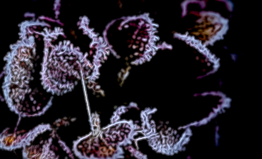 Organic abstract image of a frost tipped hydrangea flower that has been heavily post processed in Lightroom and Topaz studios.