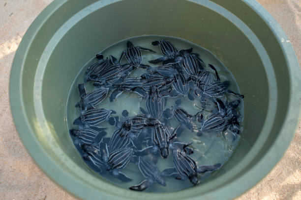 istock Leatherback turtle in a tank getting ready to be released into the ocean 1454643980