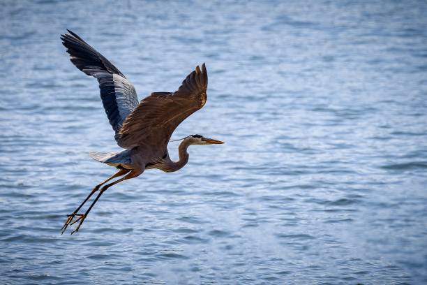 istock Gray heron flying over the sea 1454644016