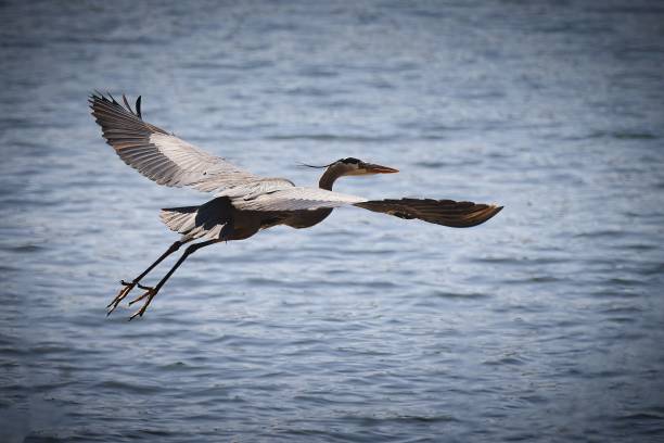 istock Flying gray heron over the sea 1454644031