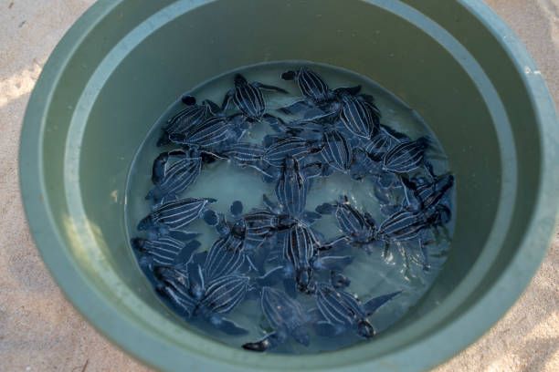 istock Leatherback turtle in a tank getting ready to be released into the ocean 1454644049