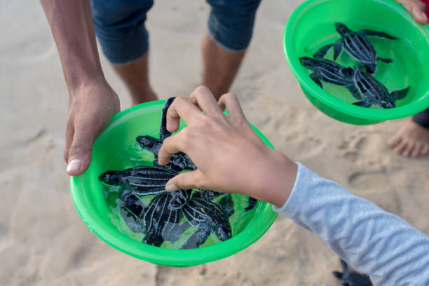 istock Baby leather back turtles in a basin to be released 1454644100