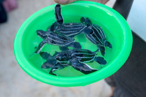 istock Baby leather back turtles in a basin to be released 1454644111