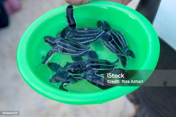 A Small Lethered Turtle Baby Leather Back Turtles In A Basin To Be Released Stock Photo ...
