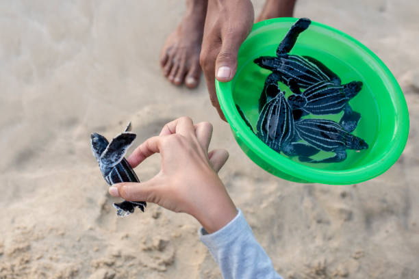 istock Baby leather back turtles in a basin to be released 1454644114