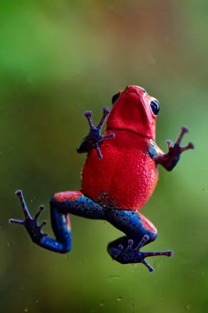 Close-up of a strawberry poison-dart frog or blue jeans poison frog (Oophaga pumilio, formerly Dendrobates pumilio) viewed from underneath through a glass plane.