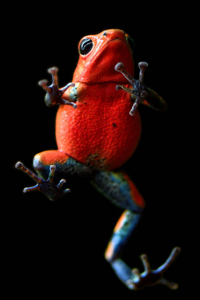 Close-up of a strawberry poison-dart frog or blue jeans poison frog (Oophaga pumilio, formerly Dendrobates pumilio) viewed from underneath.