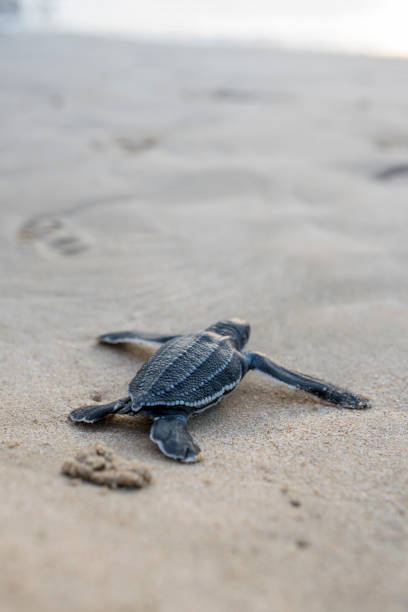 istock Leatherback turtle babies are released into the sea 1454644241
