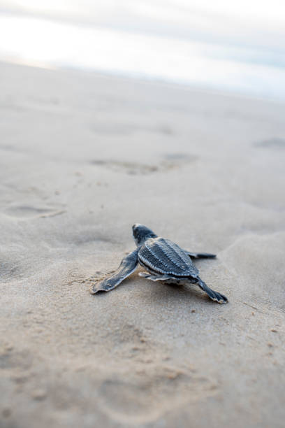 istock Leatherback turtle babies are released into the sea 1454644269