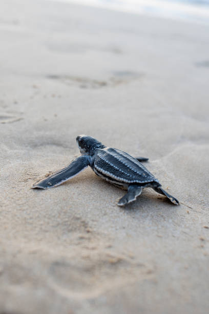 istock Leatherback turtle babies are released into the sea 1454644327