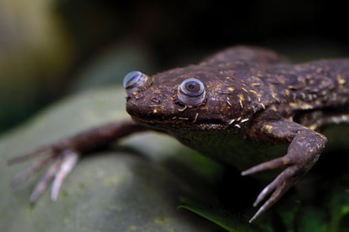 Close-up of an african clawed frog (Xenopus laevis) also known as african clawed toad frog in water.