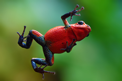 Close-up of a strawberry poison-dart frog or blue jeans poison frog (Oophaga pumilio, formerly Dendrobates pumilio) viewed from underneath.