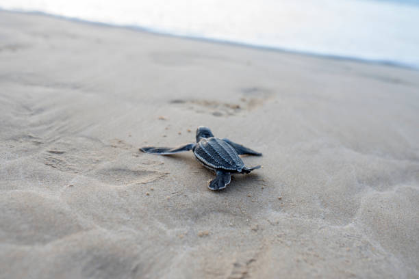 istock Leatherback turtle babies are released into the sea 1454644495