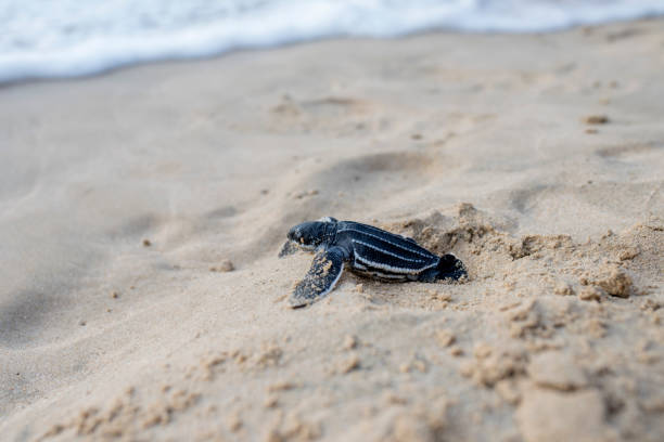 istock Leatherback turtle babies are released into the sea 1454644498