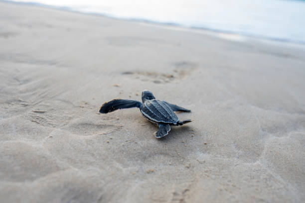 istock Leatherback turtle babies are released into the sea 1454644499