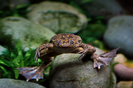 Close-up of an african clawed frog (Xenopus laevis) also known as african clawed toad frog in water.