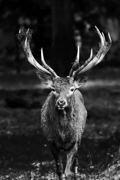 istock Vertical grayscale of the Kashmir stag standing in the forest 1454645162