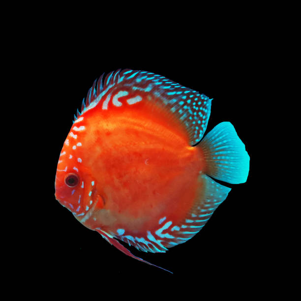 Discus​ fish Discus​ fish​ Marborlo​ strain​ discus fish stock pictures, royalty-free photos & images