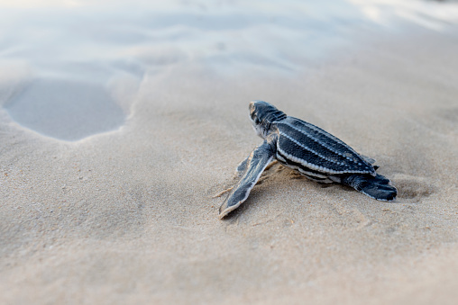Leatherback turtle babies