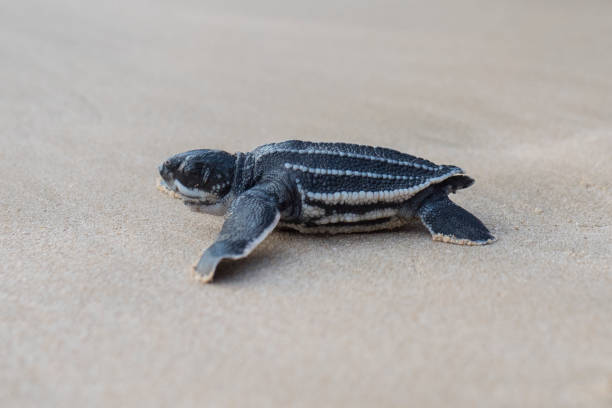 istock Leatherback turtle babies are released into the sea 1454645619