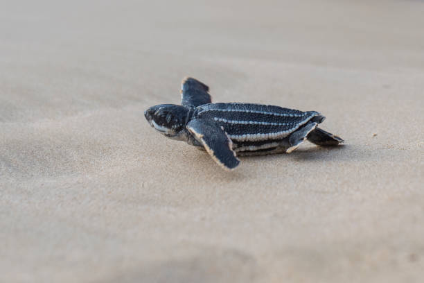 istock Leatherback turtle babies are released into the sea 1454645624