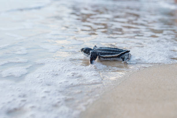 istock Leatherback turtle babies are released into the sea 1454645629